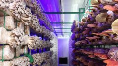 持续提拔艺术瓷的出名